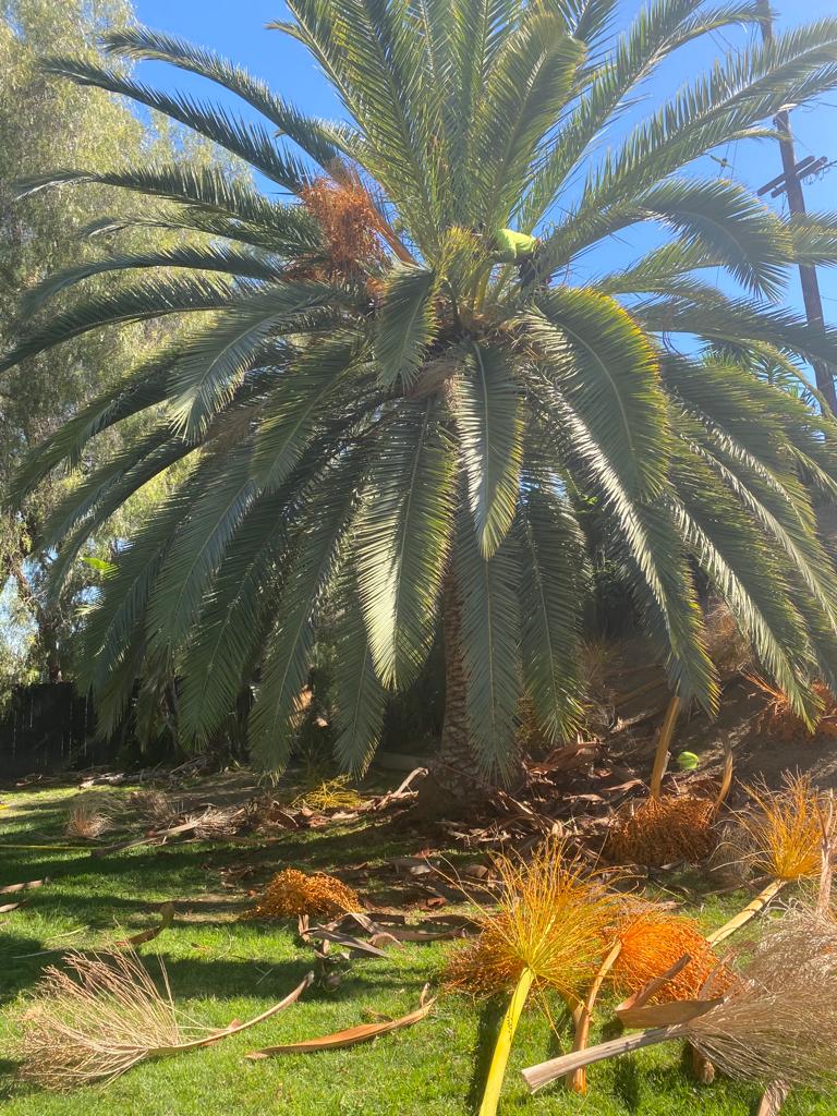 Joaquin Tree Services Image